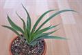 Fountain Plant